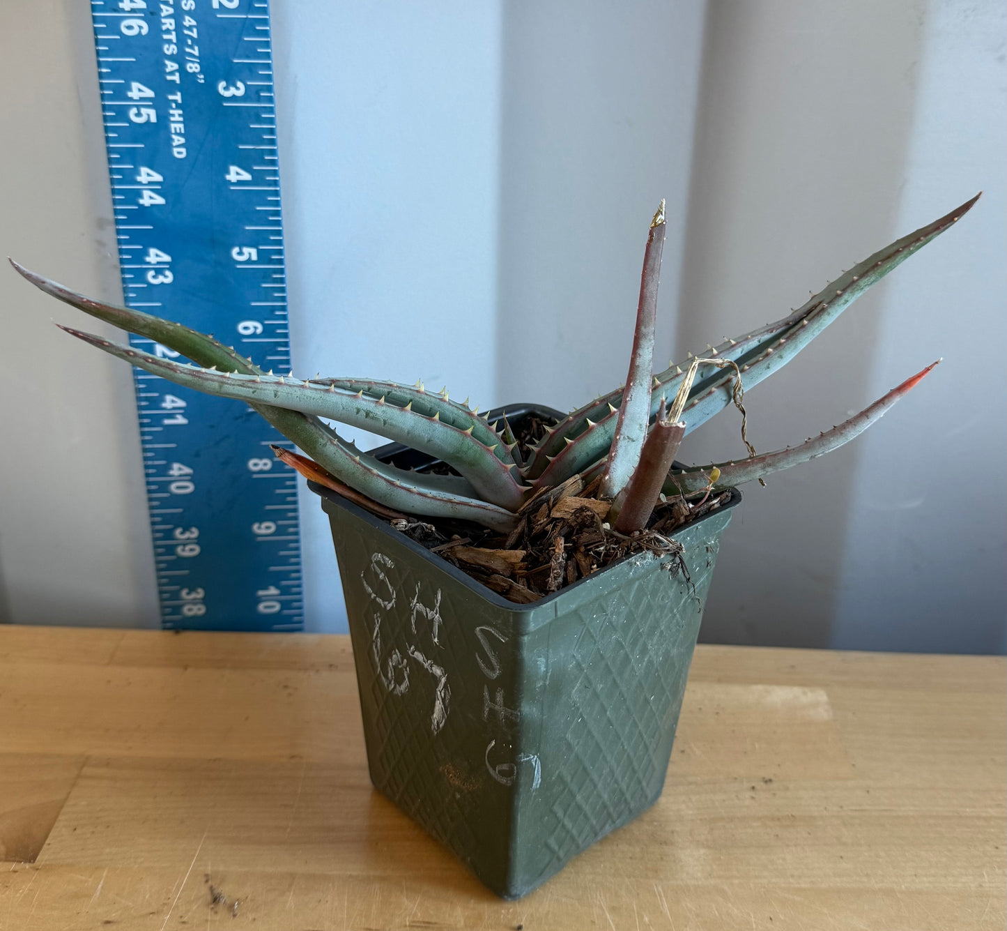 4-inch Mustache Aloe SH67 | Aloe suprafoliata