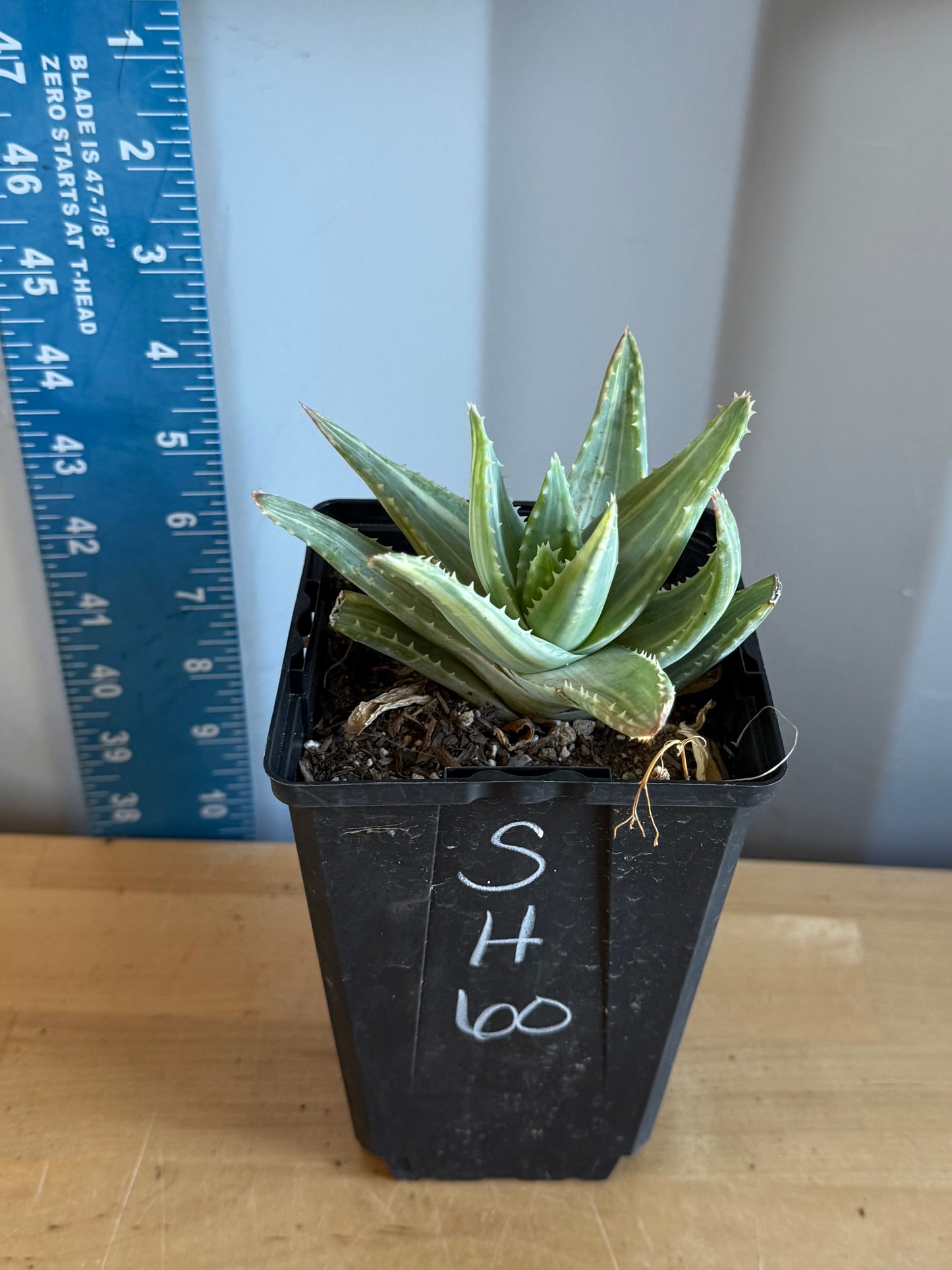 4-inch Variegated Aloe brevifolia SH60