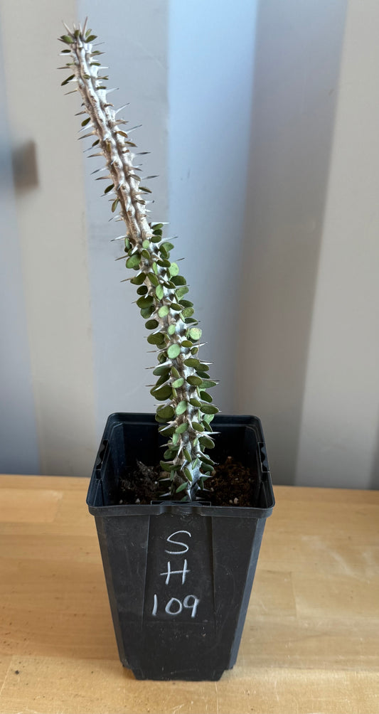 Madagascar Ocotillo SH109 | Alluaudia procera