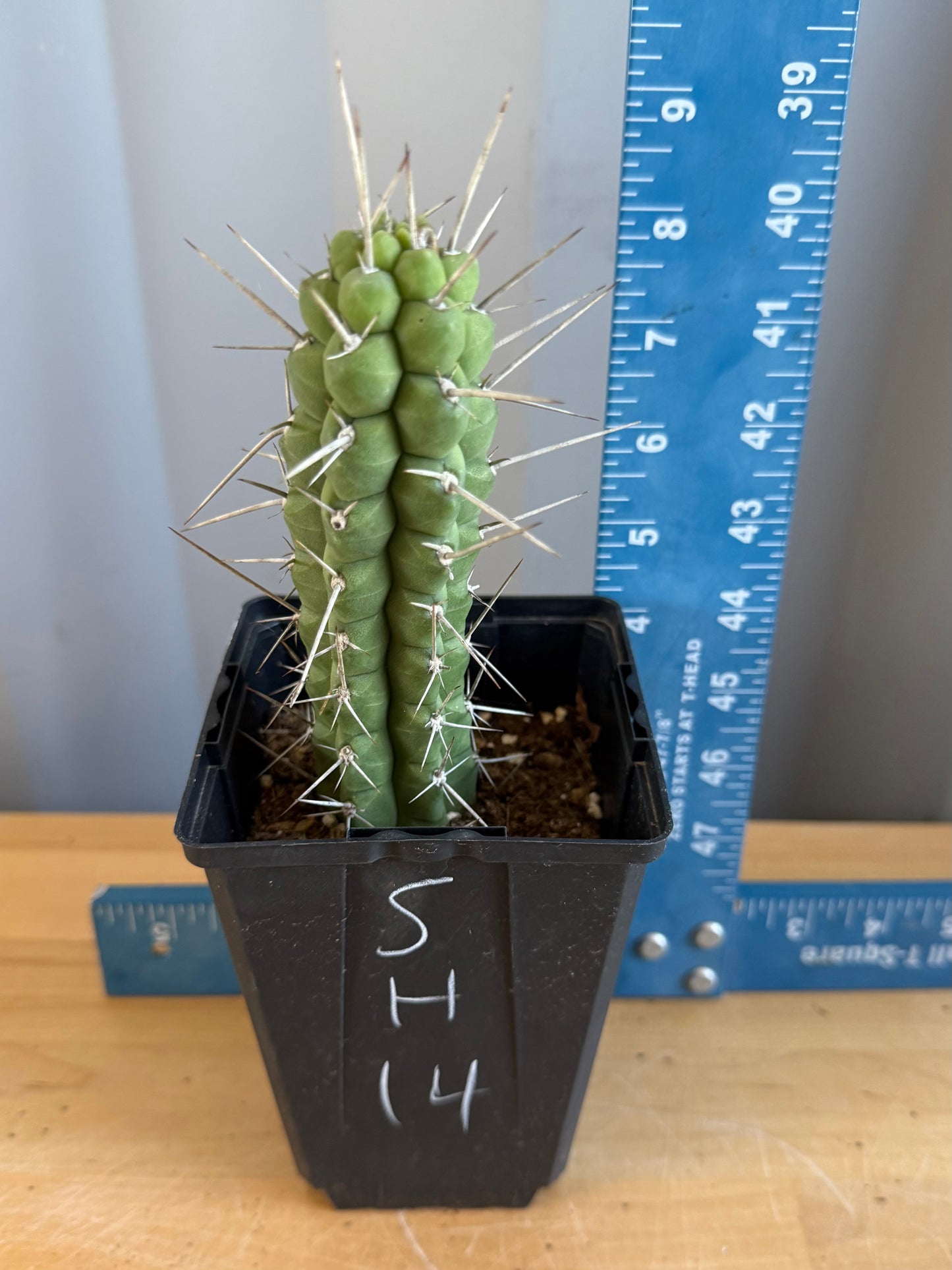 4-inch Rauhocereus riosaniensis SH14 | Rauhocereus riosaniensis ssp. jaenensis