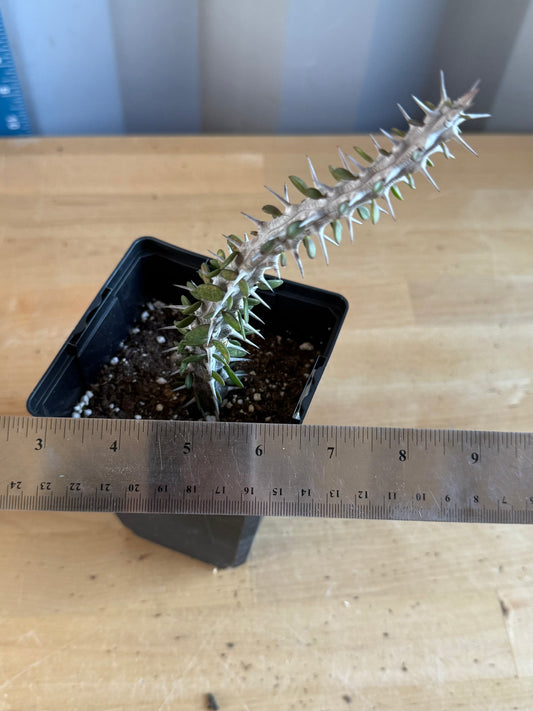 Madagascar Ocotillo SH106 | Alluaudia procera