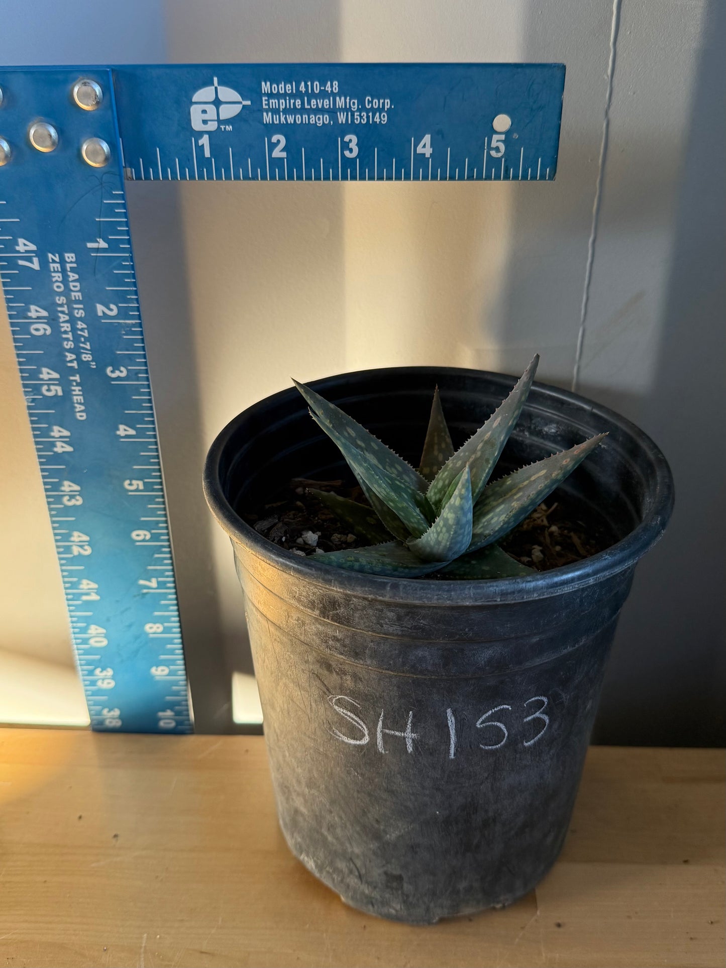 Aloe pictifolia SH153 | Lace Aloe