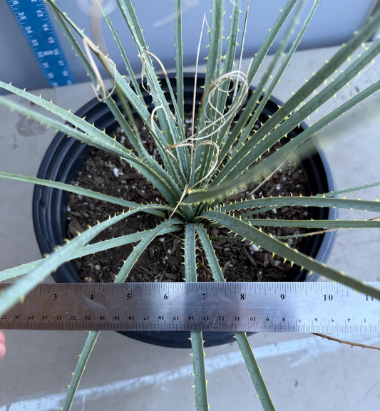 5gal Desert Spoon SH199 | Dasylirion wheeleri