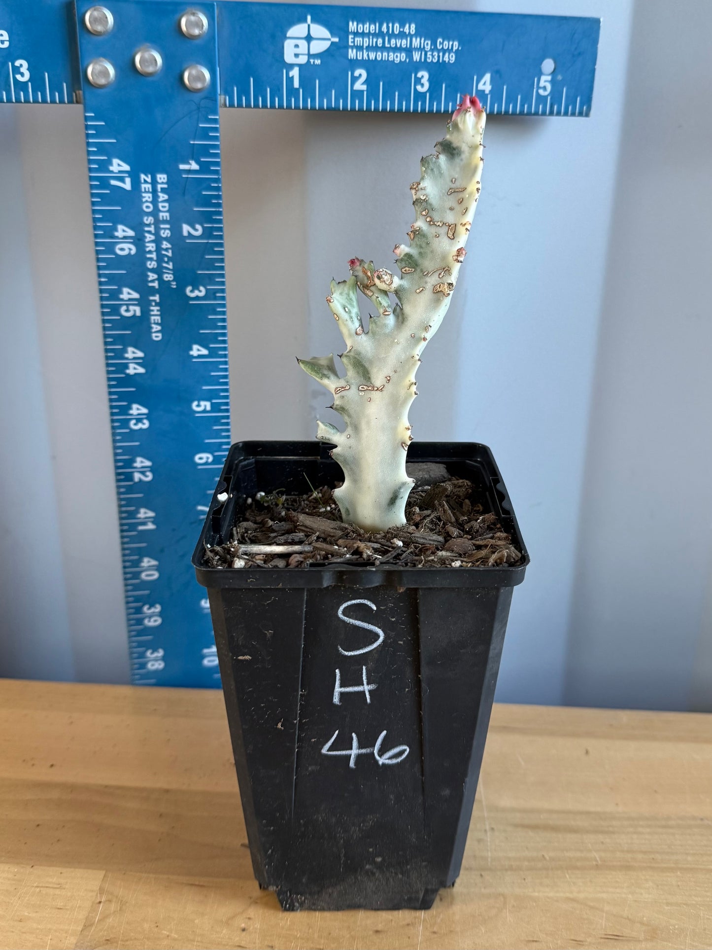 4-inch ‘Dragon Bones’ | Euphorbia lactea variegata ‘White Ghost’ SH46