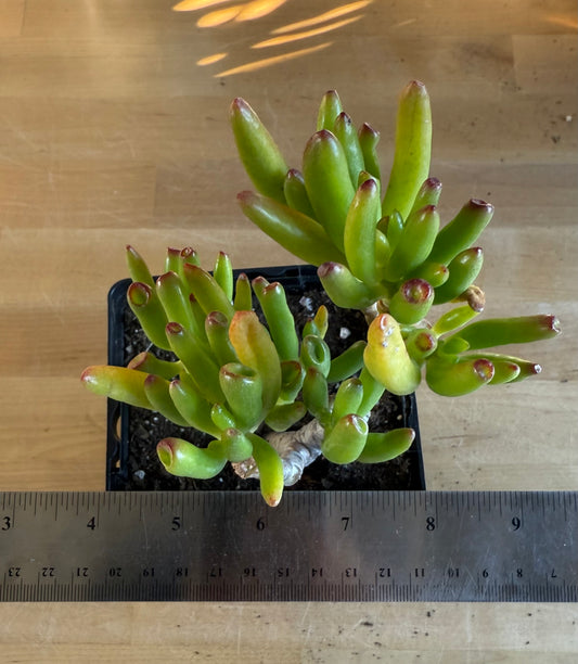 'ET Fingers' Jade SH170 | Crassula ovata 'Gollum'
