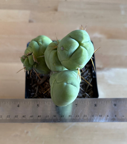 4-inch Monstrose Cactus SH36