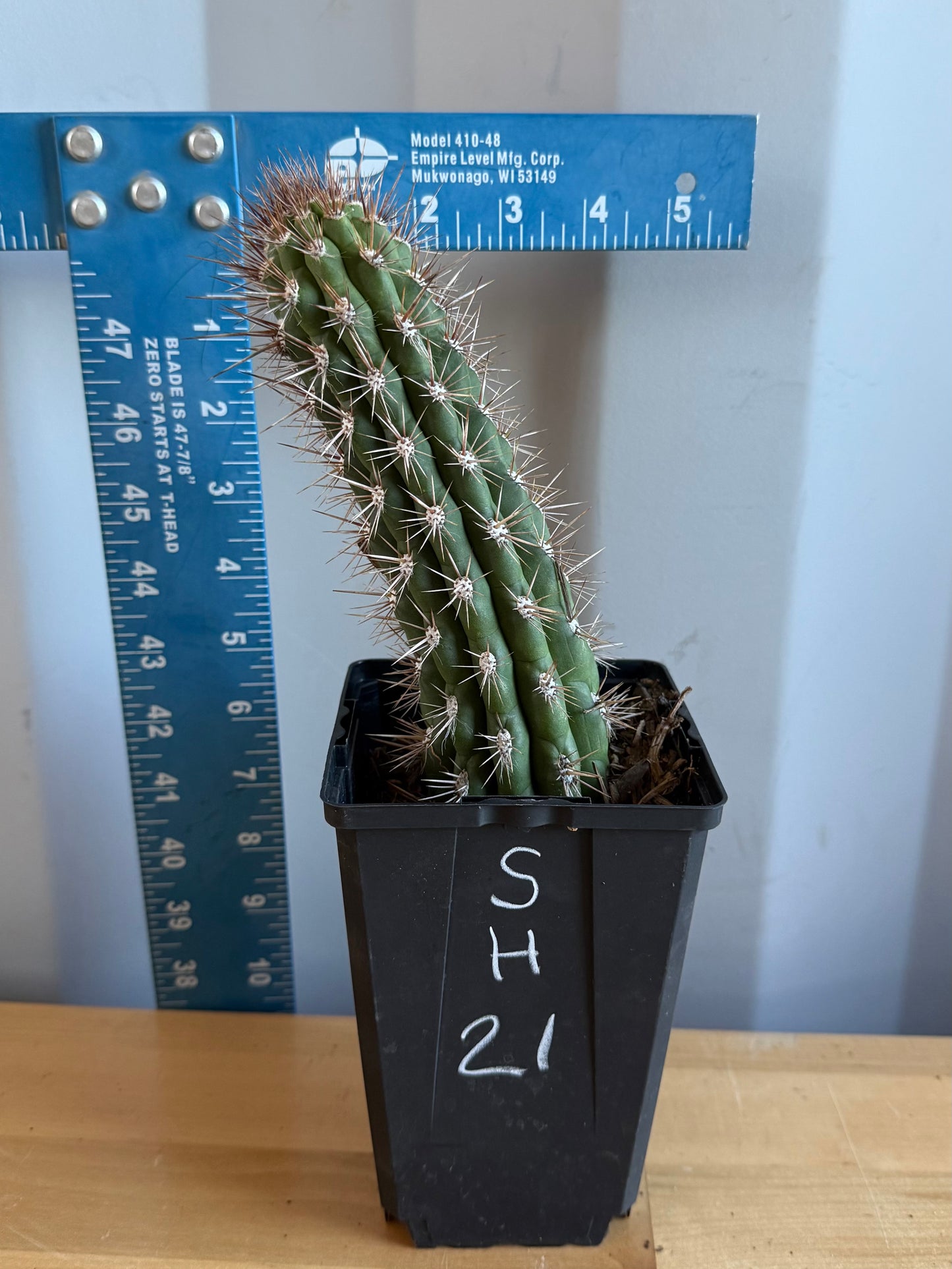 Cleistocactus fieldianus SH21