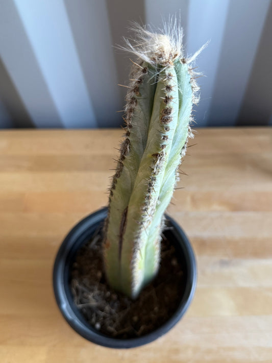 Blue Torch Cactus S12 | Pilosocereus pachycladus