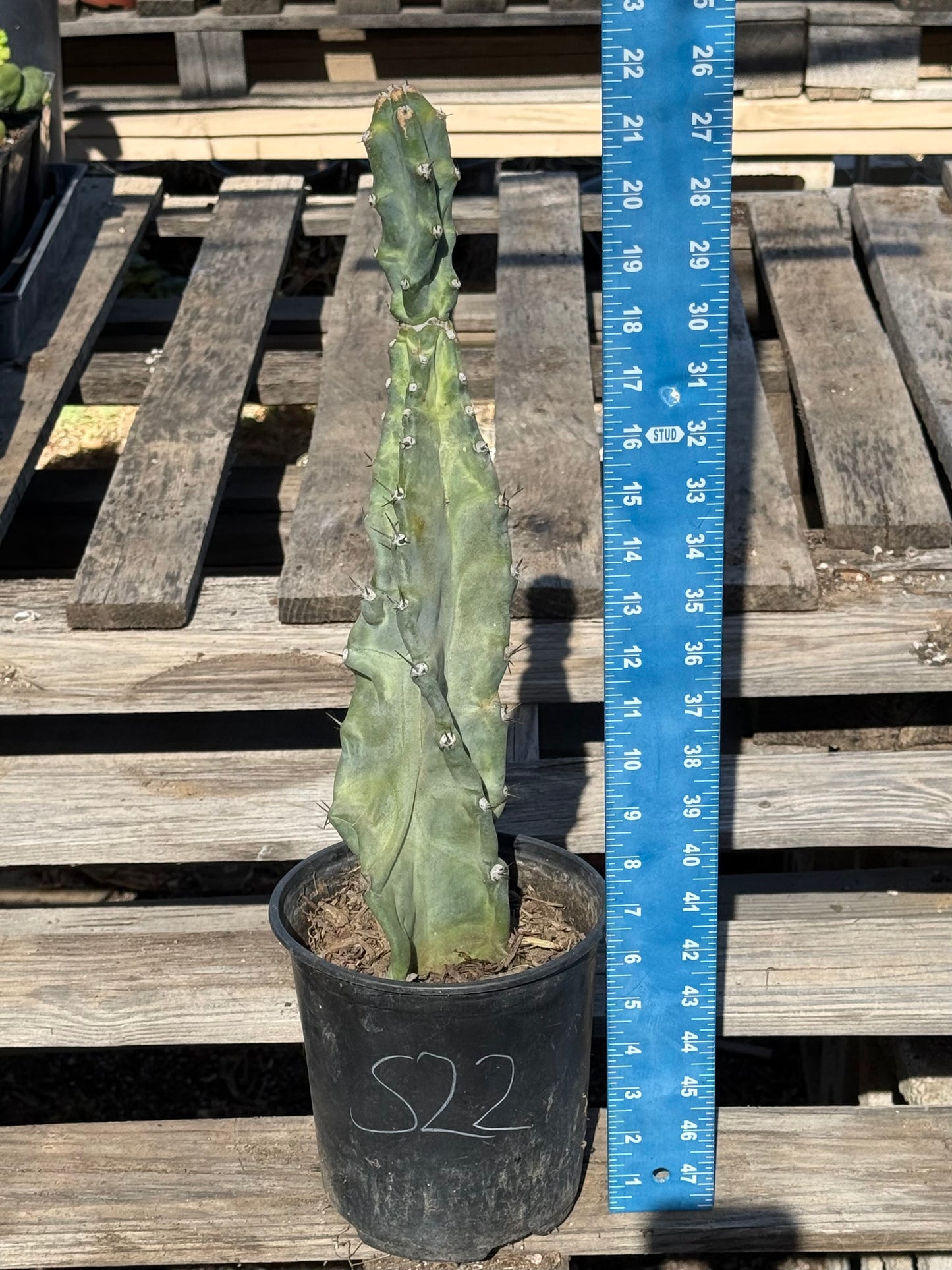 Cereus forbesii S22