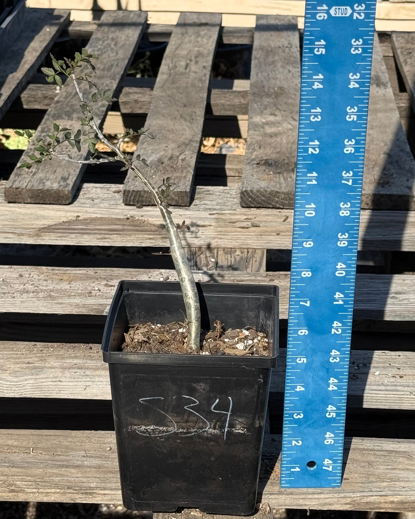 4in. Bursera fagaroides S34