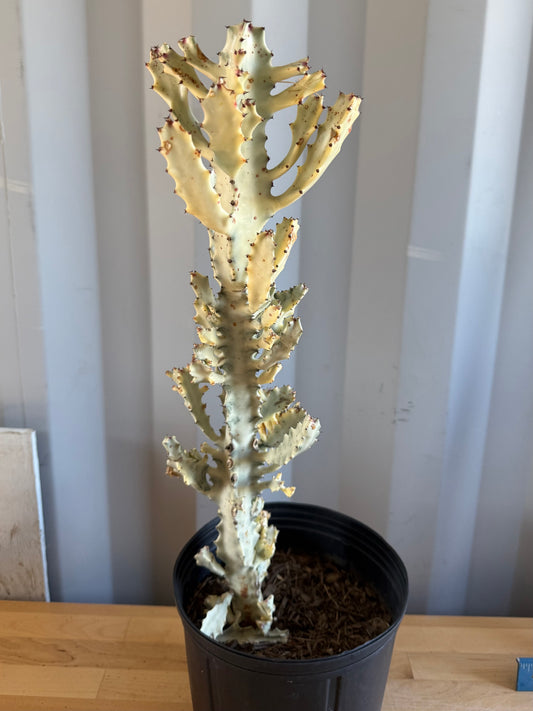 5gal ‘Dragon Bones’ | Euphorbia lactea variegata ‘White Ghost’ SH34