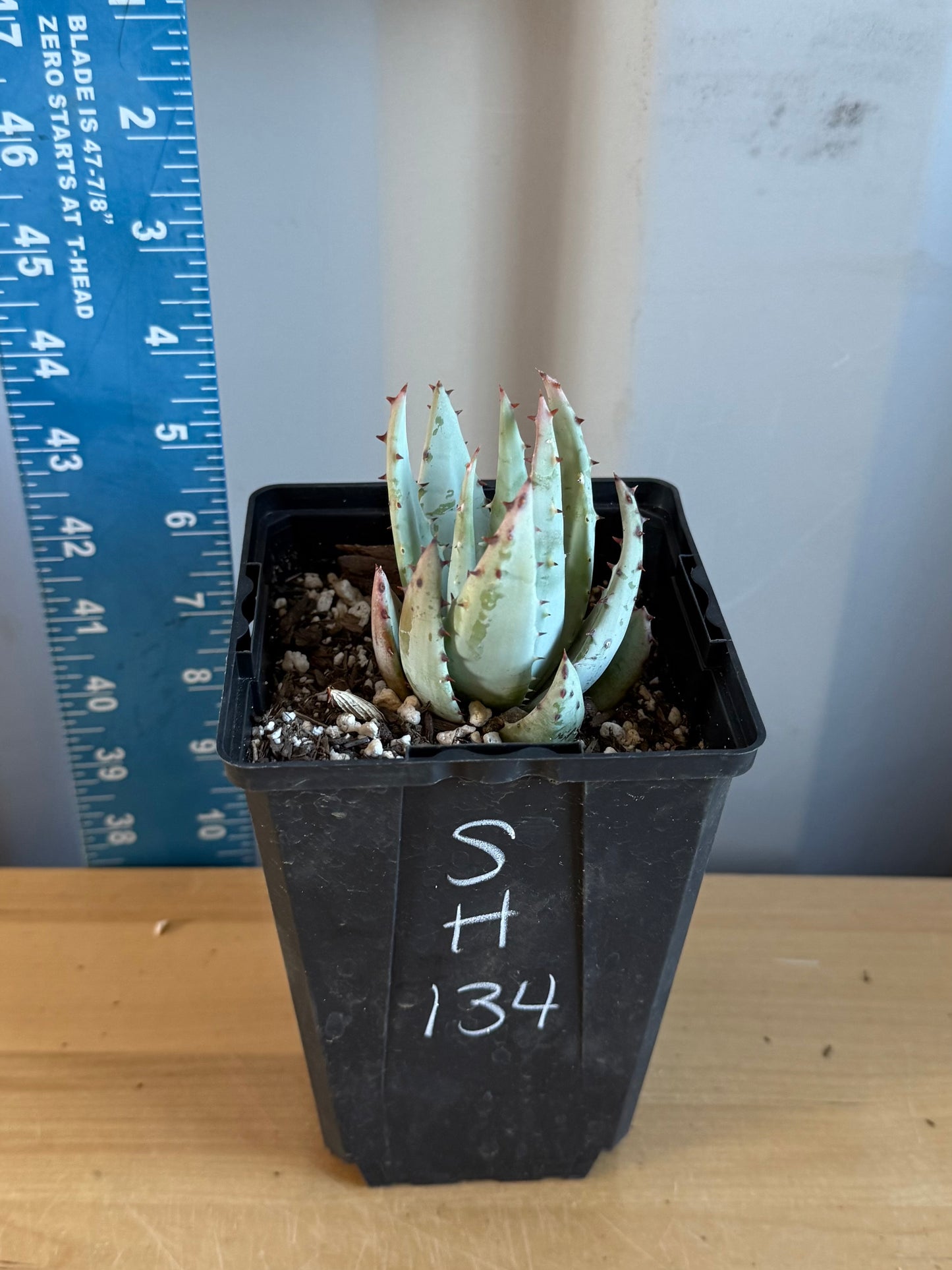 Fez Aloe SH134 | Aloe peglerae