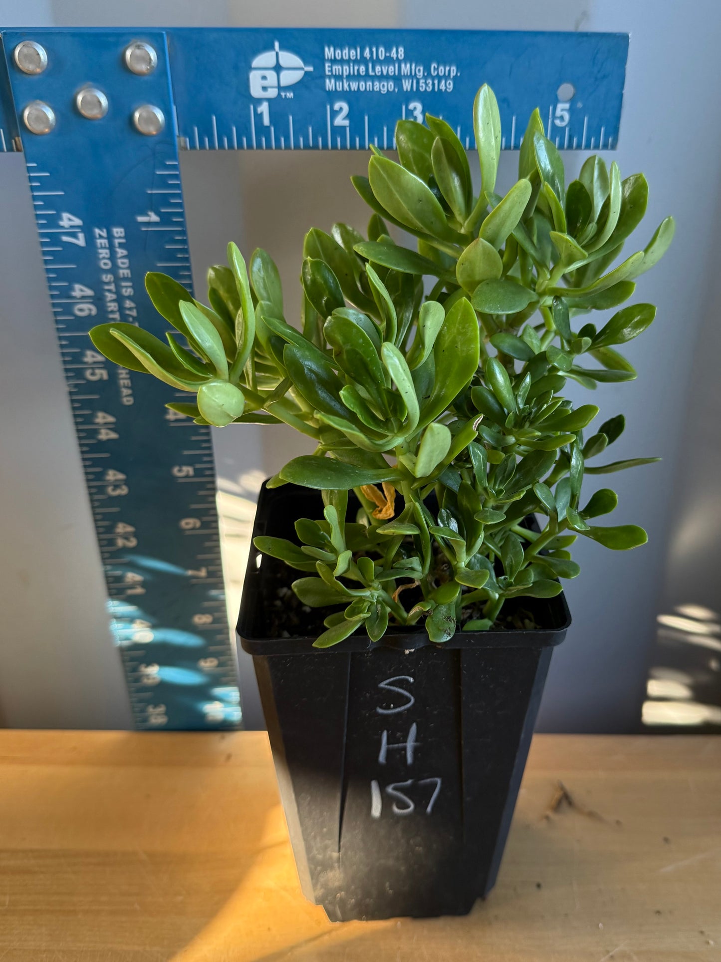 4-inch Jade Plant SH157 | Crassula ovata