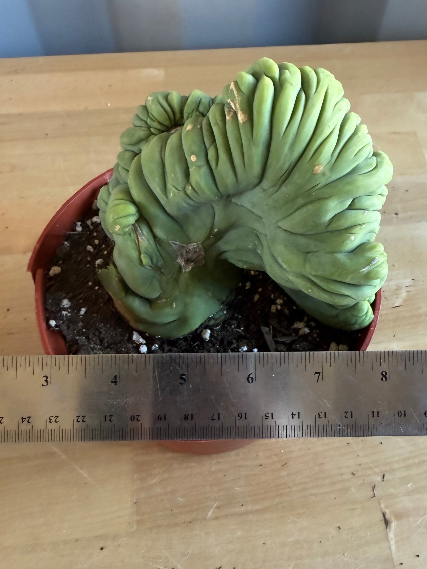 Crested Monstrose Cactus SH98