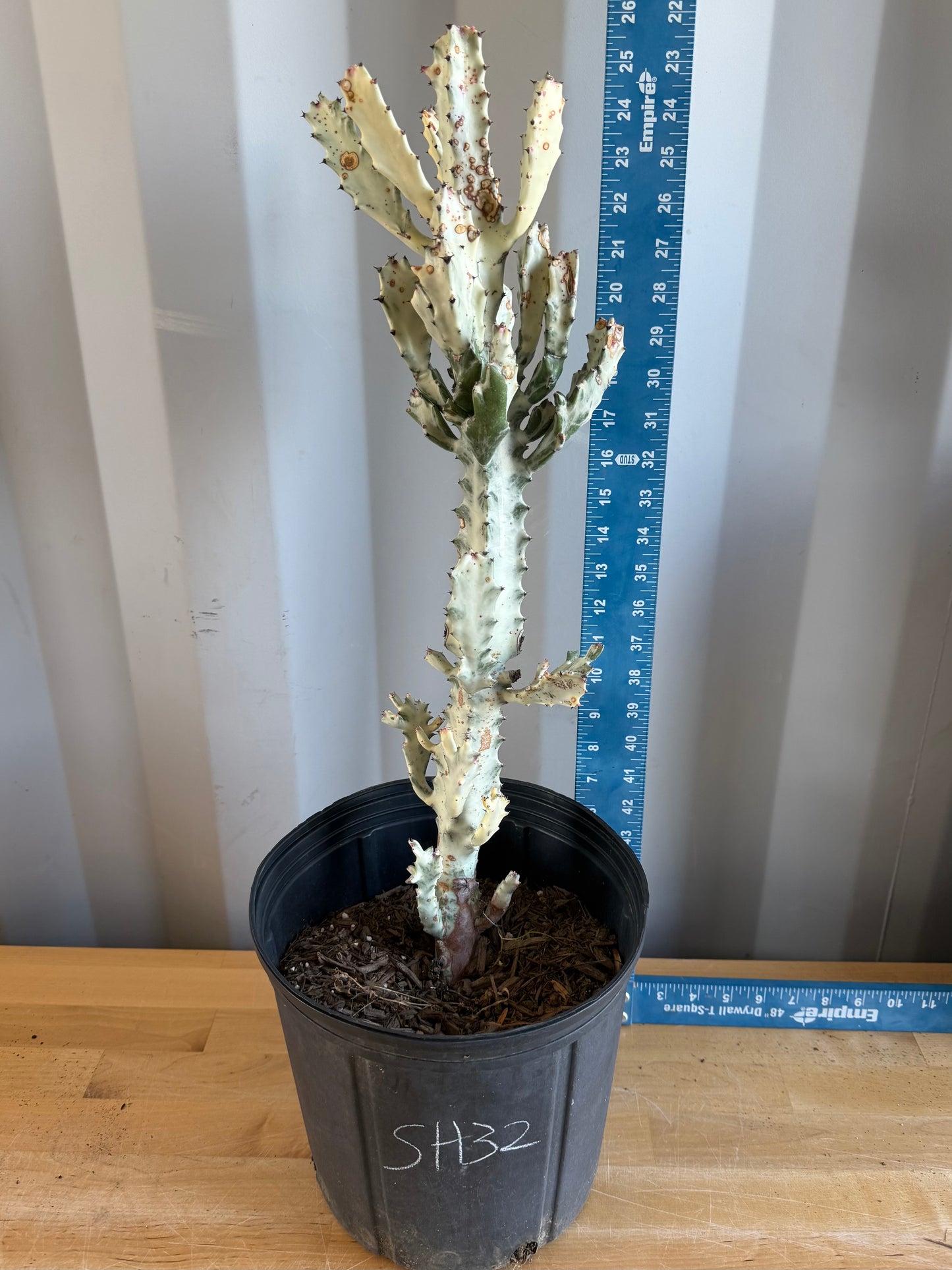 5gal ‘Dragon Bones’ | Euphorbia lactea variegata ‘White Ghost’ SH32