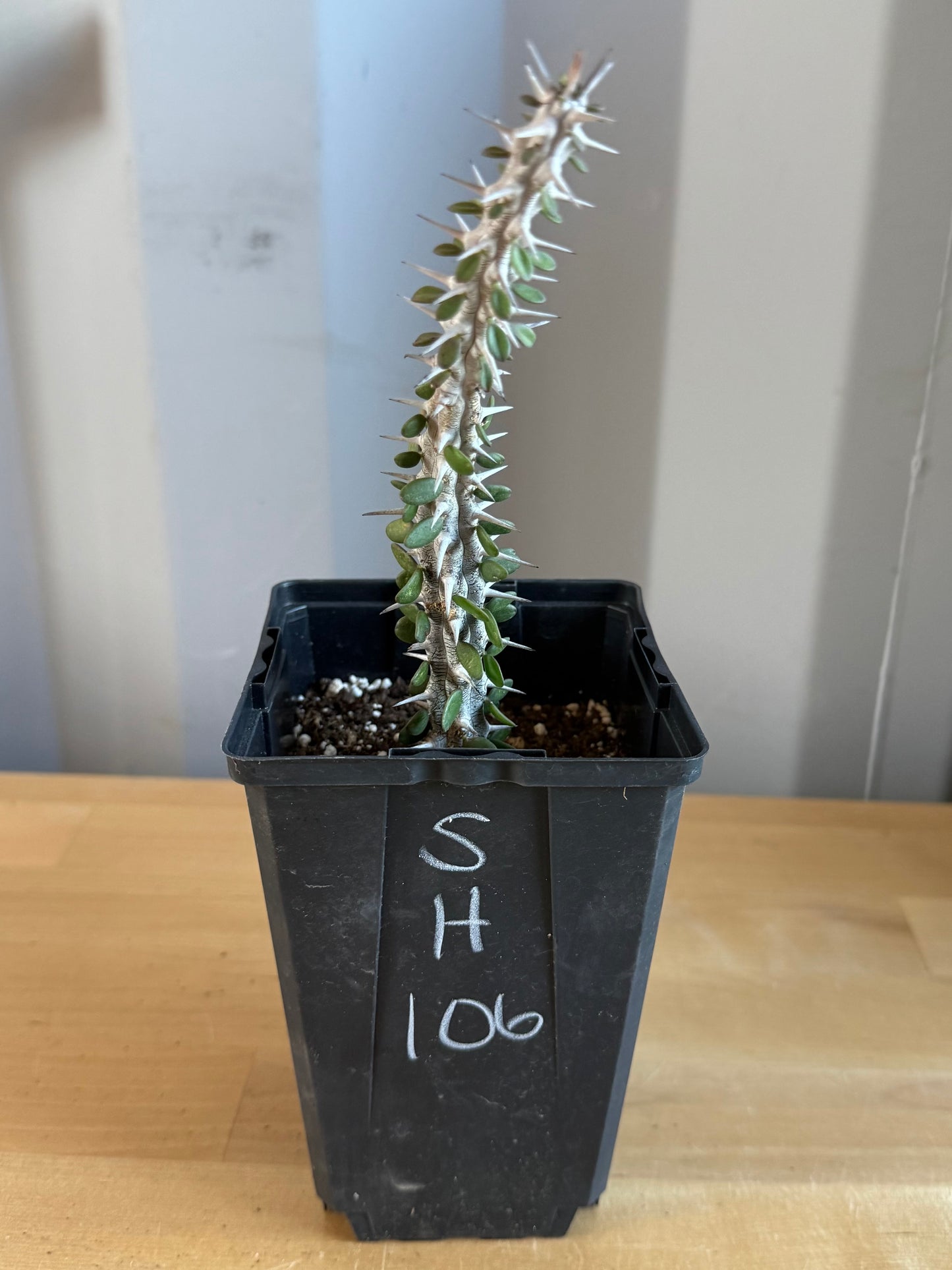 Madagascar Ocotillo SH106 | Alluaudia procera