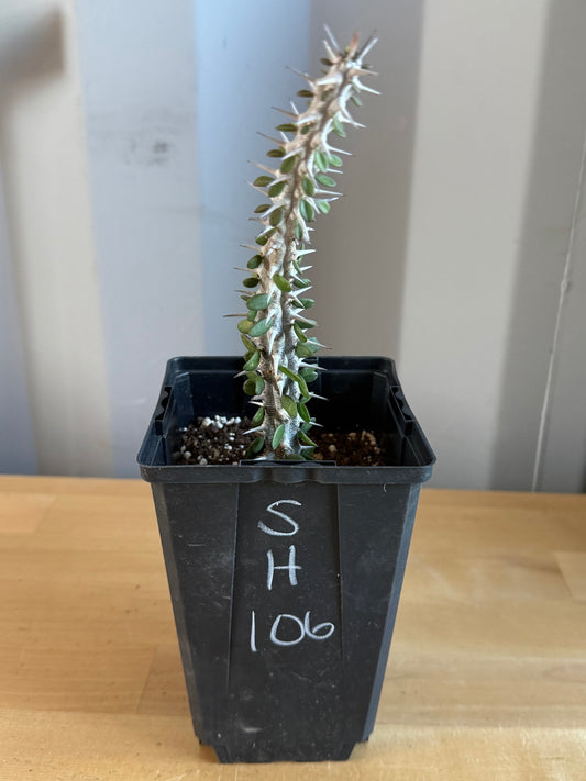 Madagascar Ocotillo SH106 | Alluaudia procera