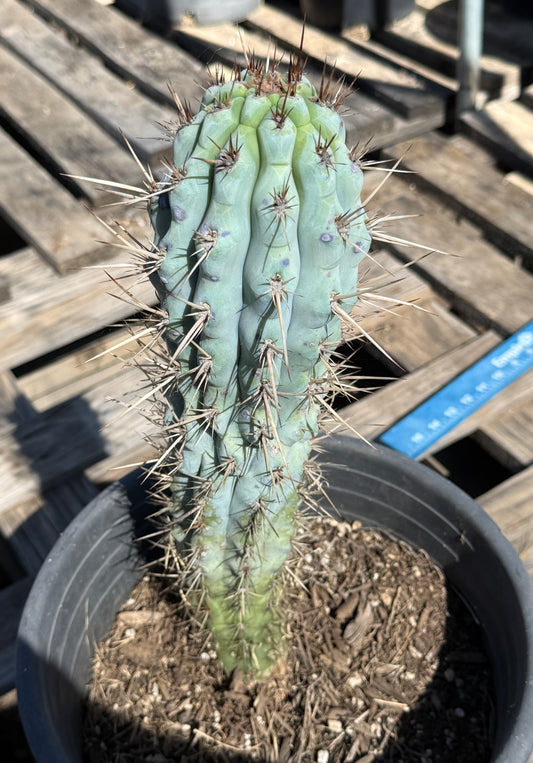 Browningia hertlingiana S3 | Blue Cereus