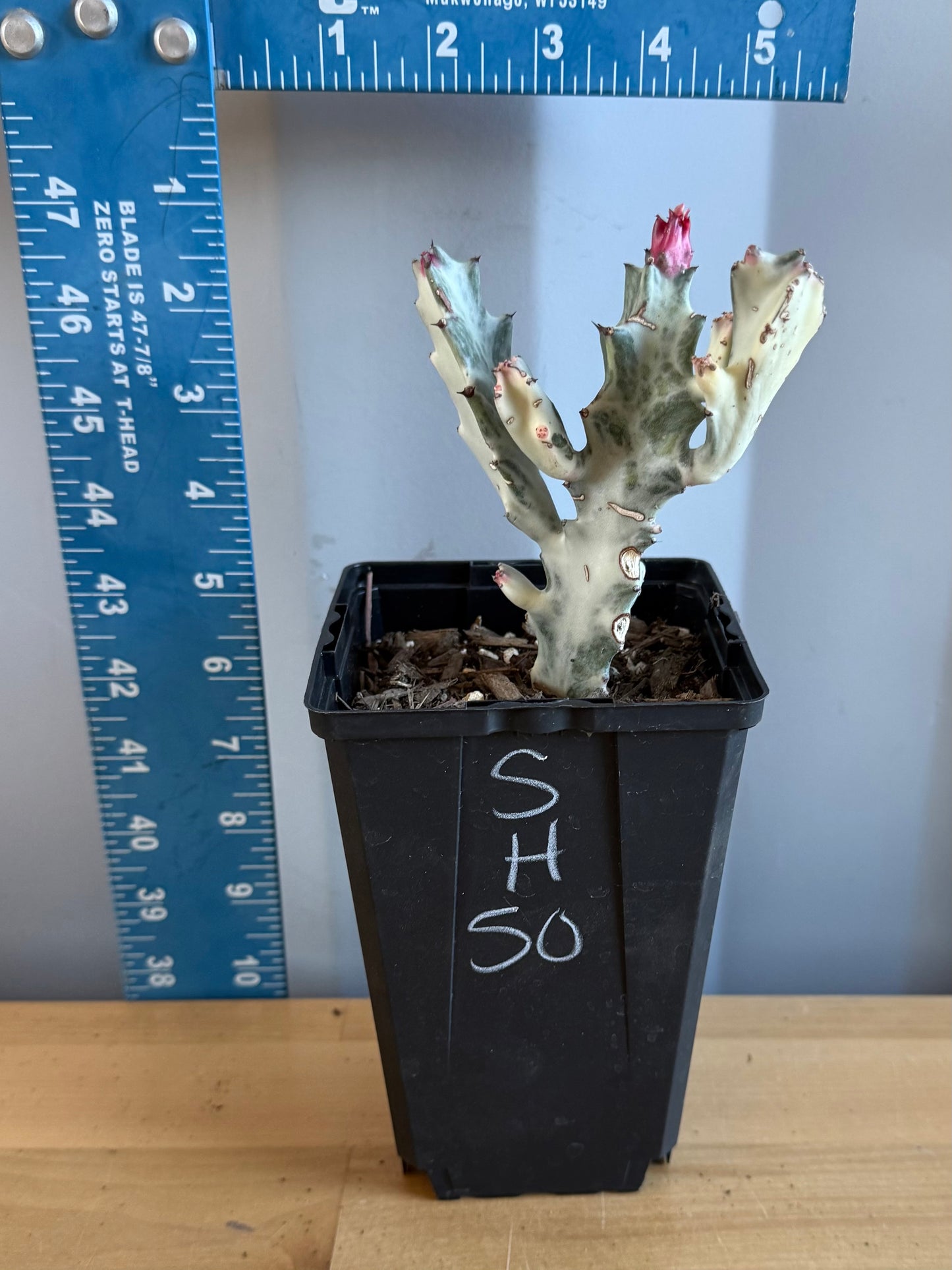 4-inch ‘Dragon Bones’ | Euphorbia lactea variegata ‘White Ghost’ SH50