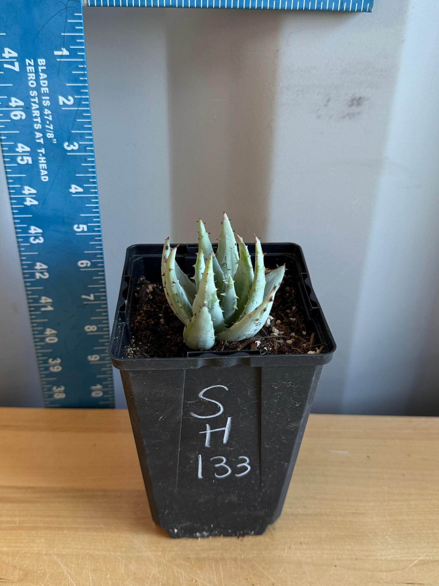 Fez Aloe SH133 | Aloe peglerae