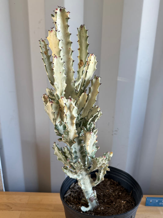 5gal ‘Dragon Bones’ | Euphorbia lactea variegata ‘White Ghost’ SH33