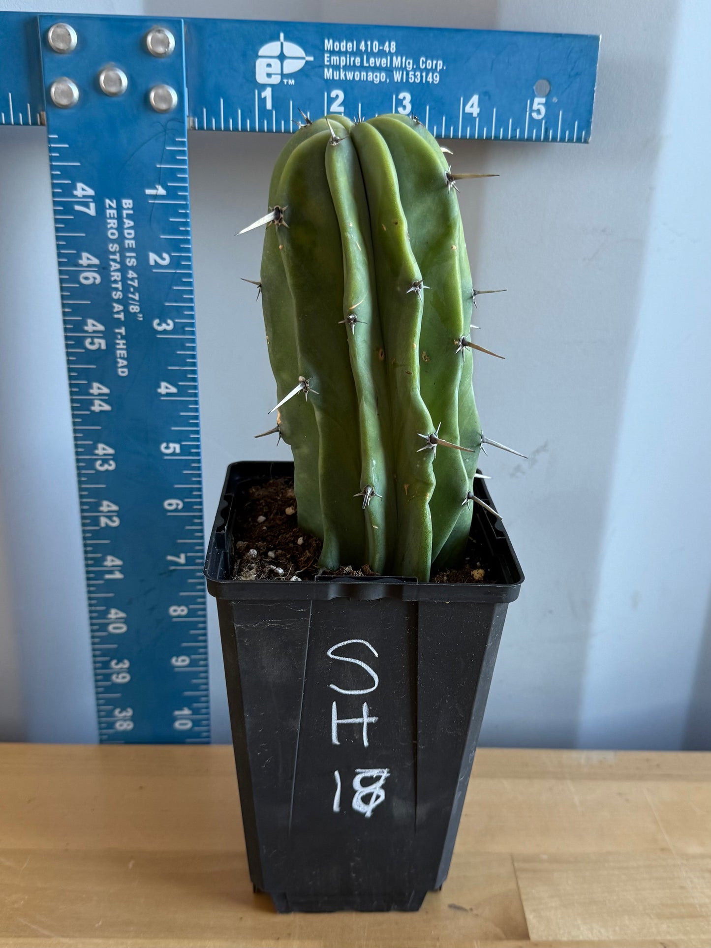 Myrtillocactus geometrizans SH18
