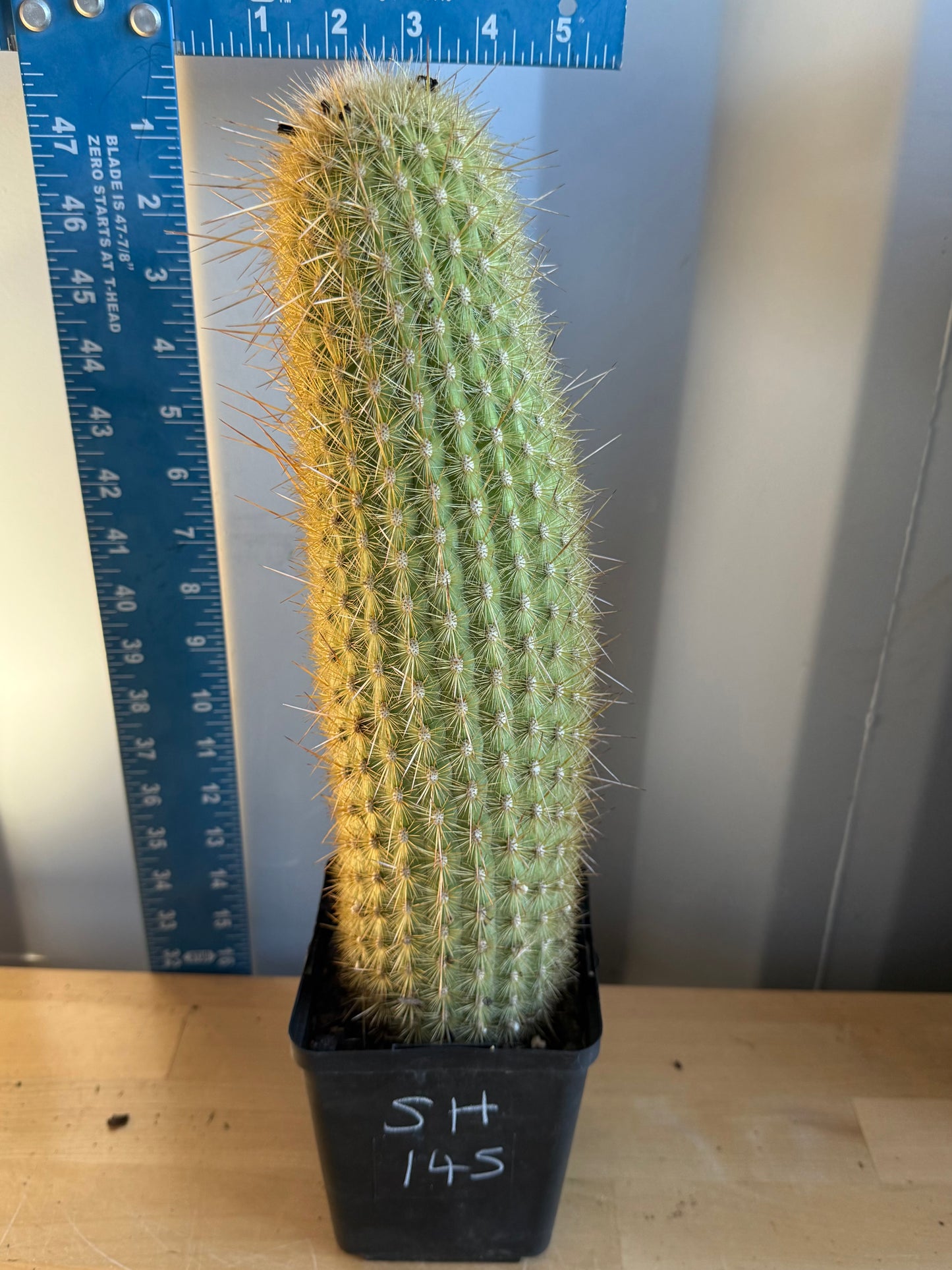 Weberbauerocereus winterianus SH145