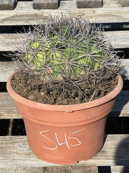 Gymnocalycium saglionis | Giant Chin Cactus S45