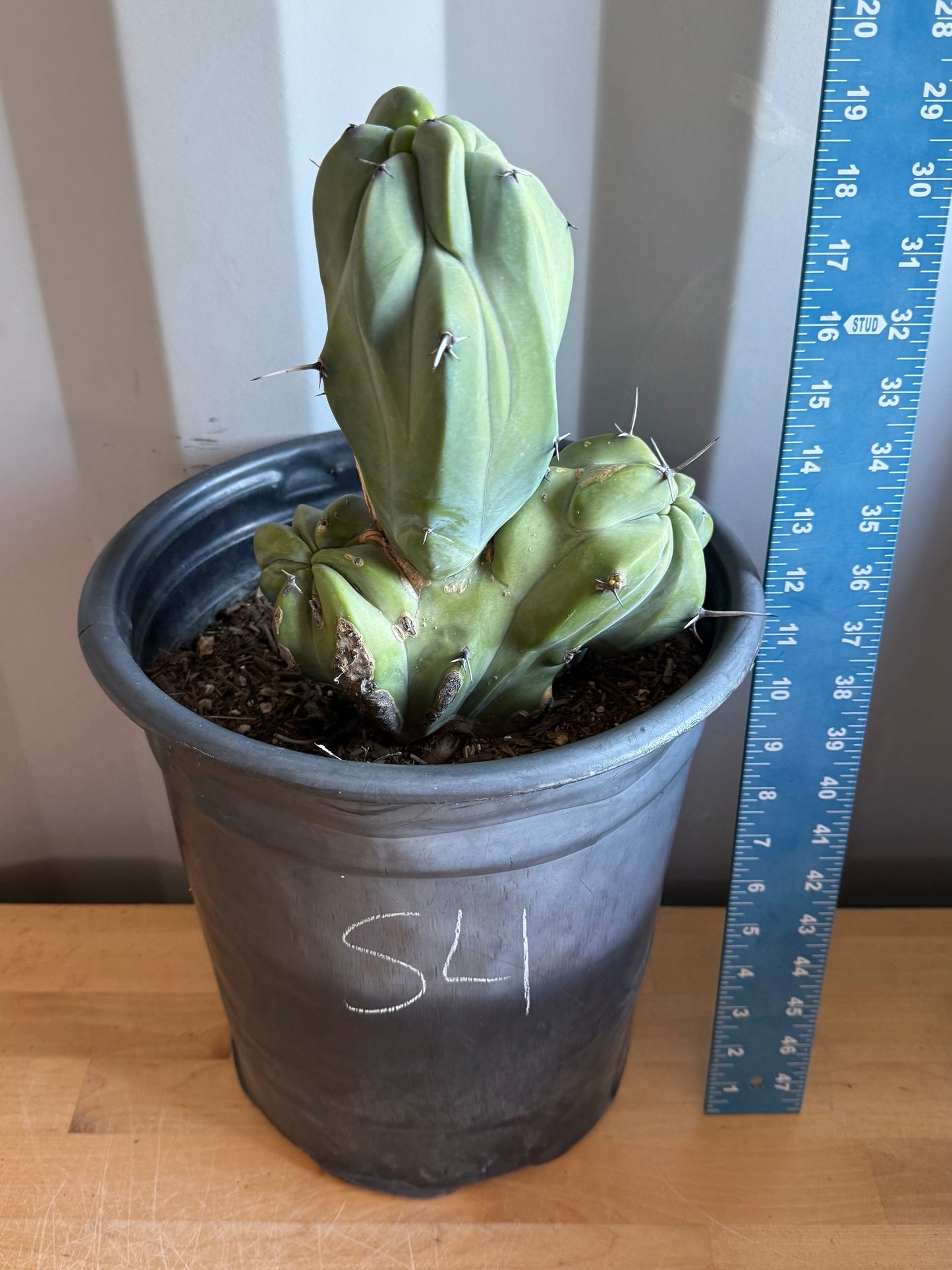 Myrtillocactus geometrizans ‘cristata’ Large Form S4