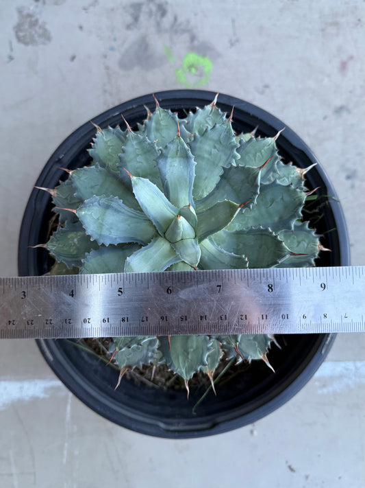 Agave isthmensis 'Becky' SH210 | Becky's Century Plant