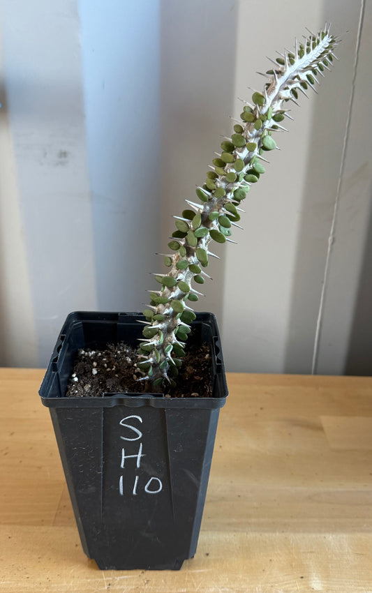Madagascar Ocotillo SH110 | Alluaudia procera