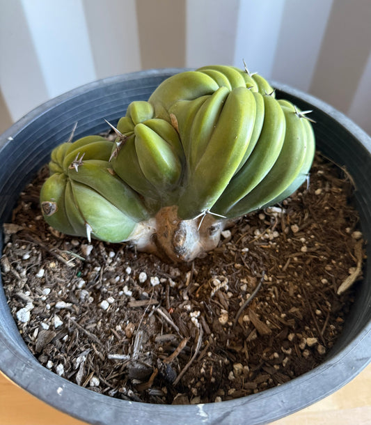 Myrtillocactus geometrizans ‘cristata’ Large Form S7