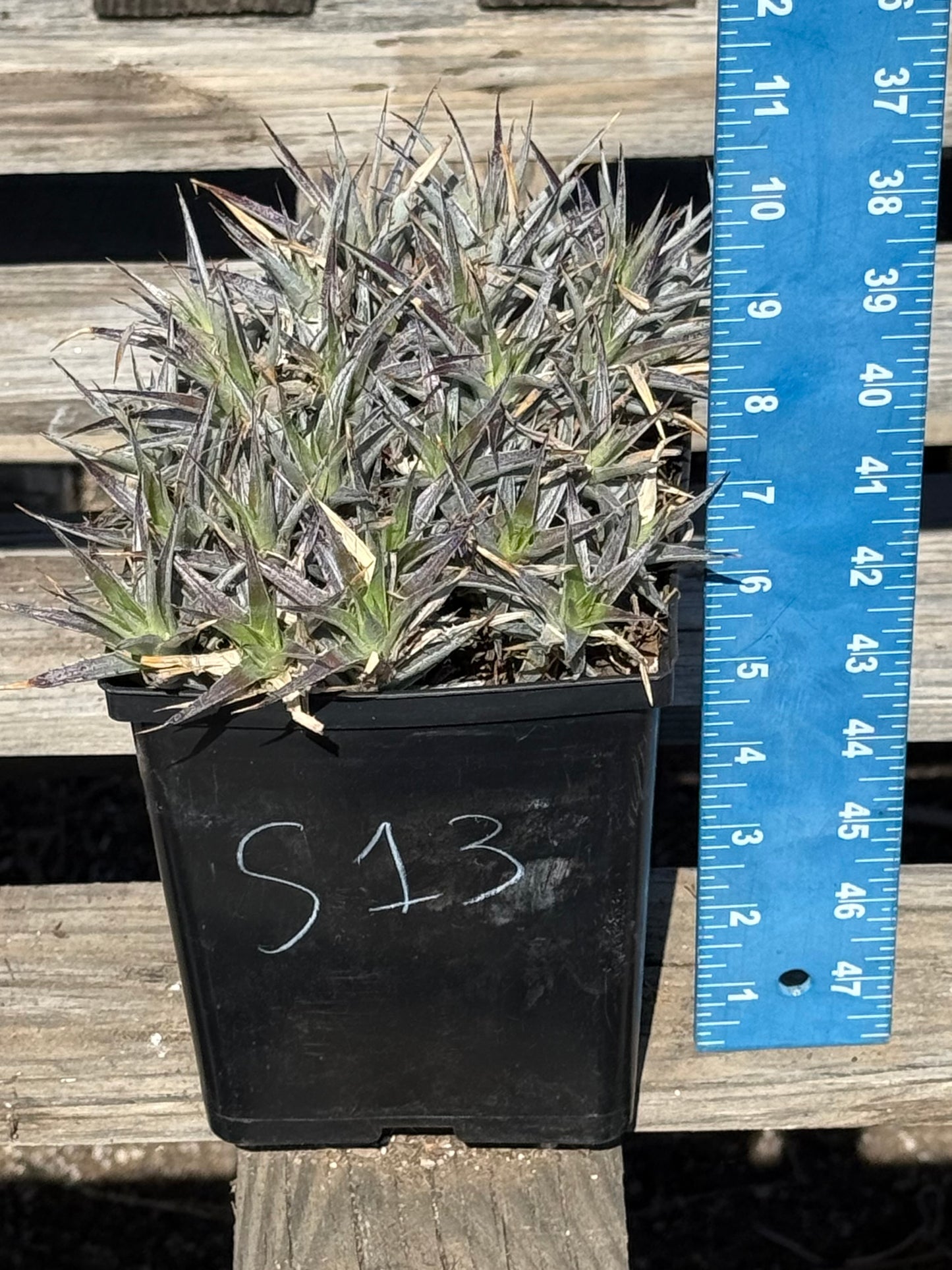Abromeitiella brevifolia S13 | Deuterocohnia brevifolia