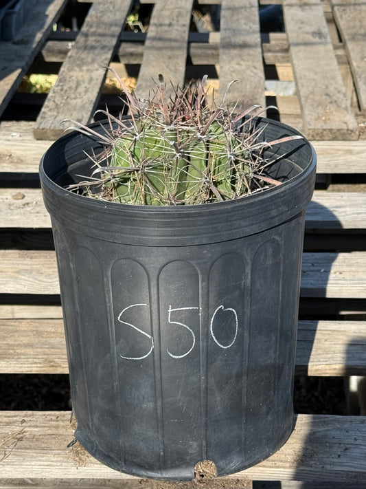 Ferocactus herrerae | Twisted Barrel Cactus S50