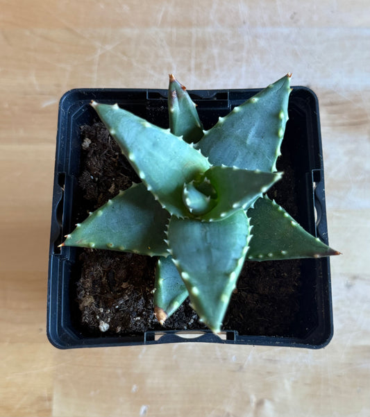 4-inch Aloe ‘Hellskloof Bells’ S49 | Aloe pearsonii x distans