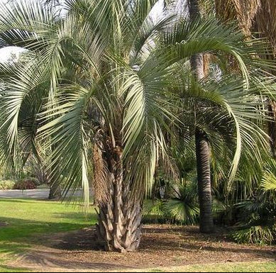 Butia Jubaea Hybrid Palm | Pindo Wine Palm 1g