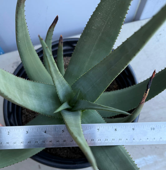 5gal Aloe Wickensii SH206