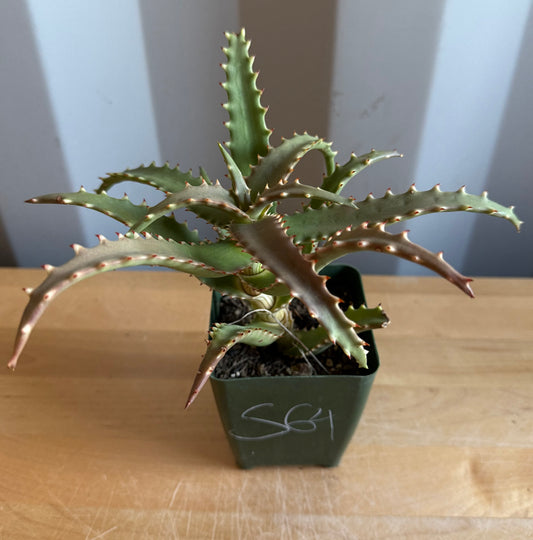 4-inch Crocodile Aloe S64