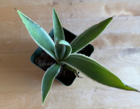 4-inch Agave angustifolia 'Marginata'