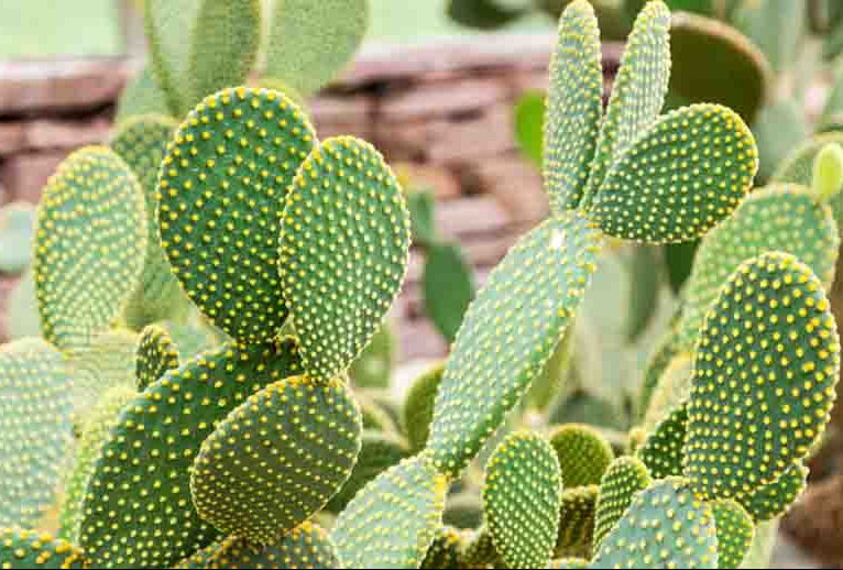 Opuntia microdasys 'Funny Bunny' 6in