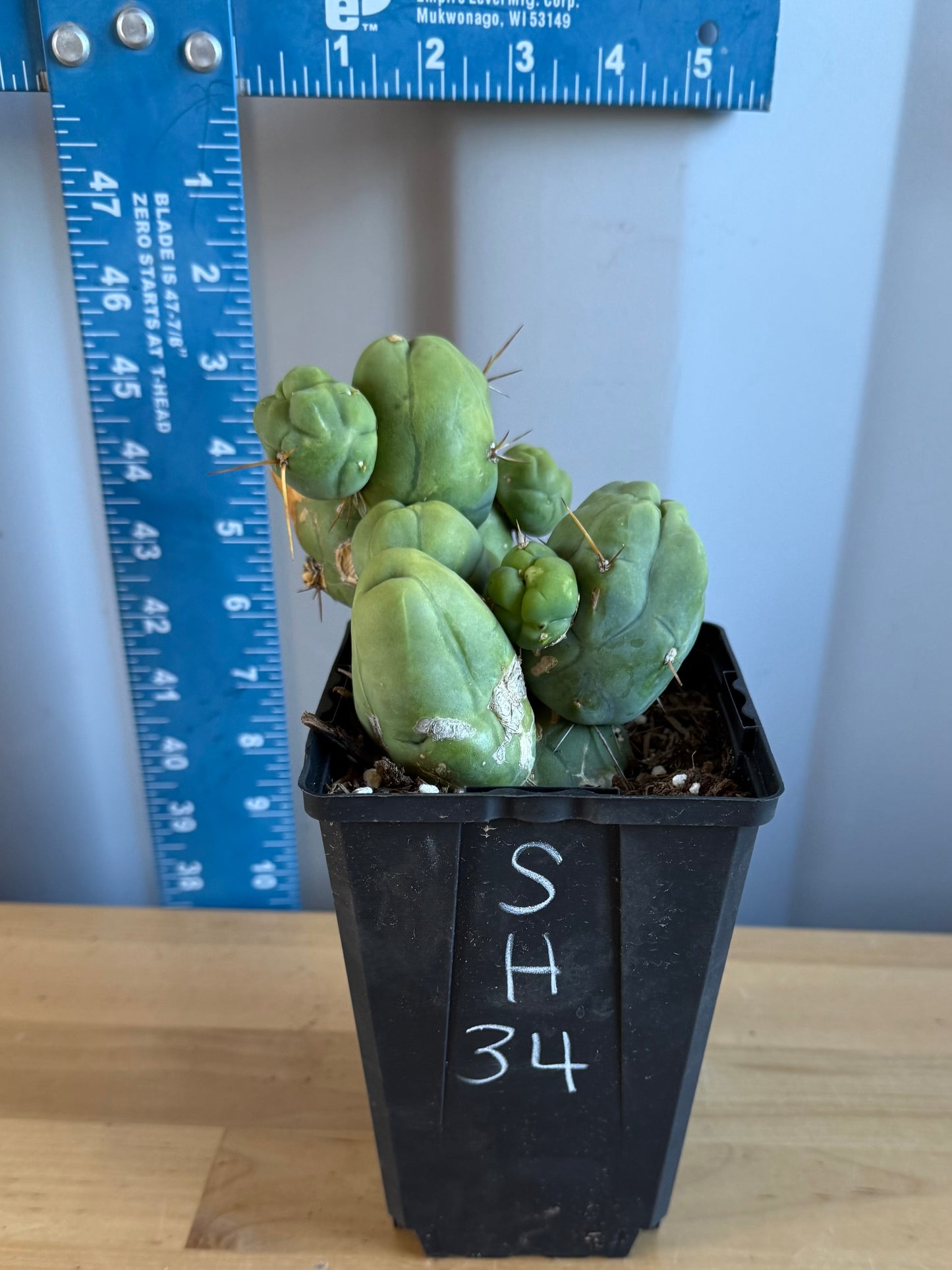4-inch Monstrose Cactus SH34