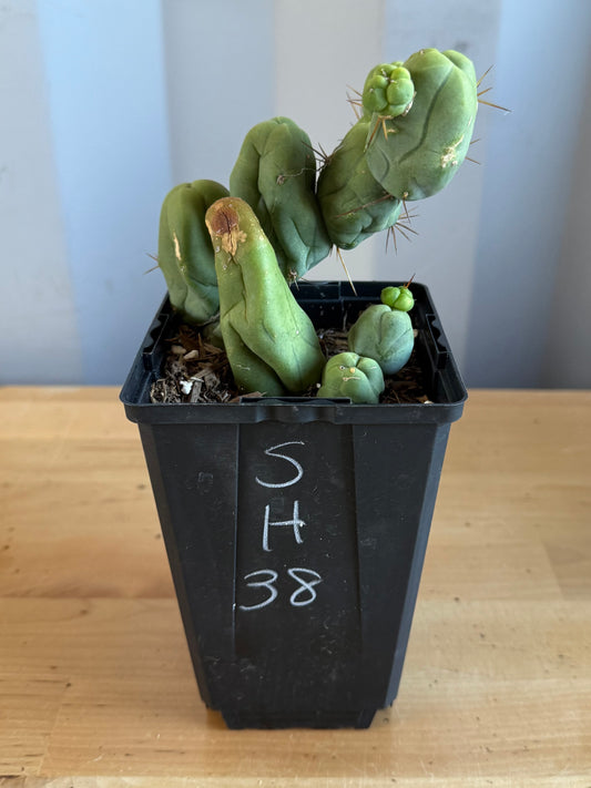 4-inch Monstrose Cactus SH38