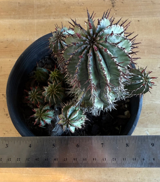 Euphorbia horrida var. noorsveldensis SH176