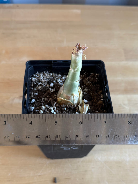 4-inch Cyphostemma cirrhosum SH88