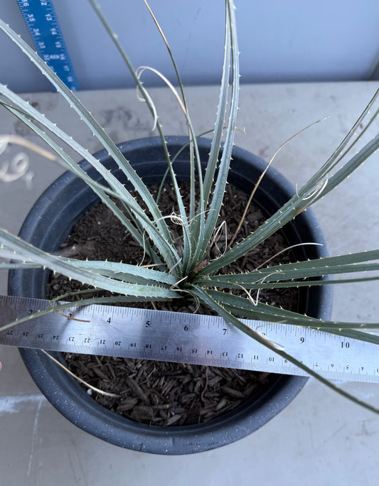 5gal Desert Spoon SH201 | Dasylirion wheeleri