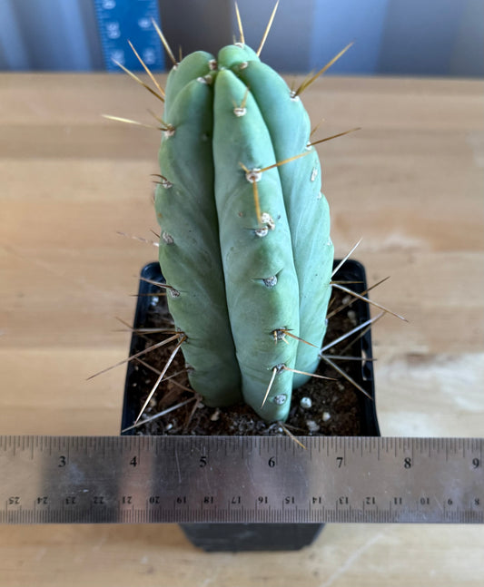 Landscape Monstrose Cactus SH40