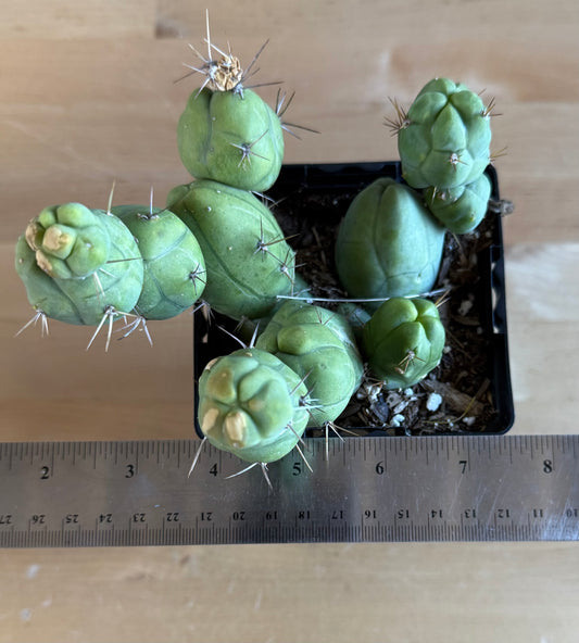 4-inch Monstrose Cactus SH35