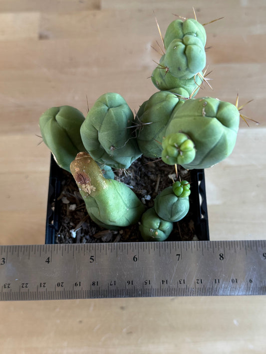 4-inch Monstrose Cactus SH38