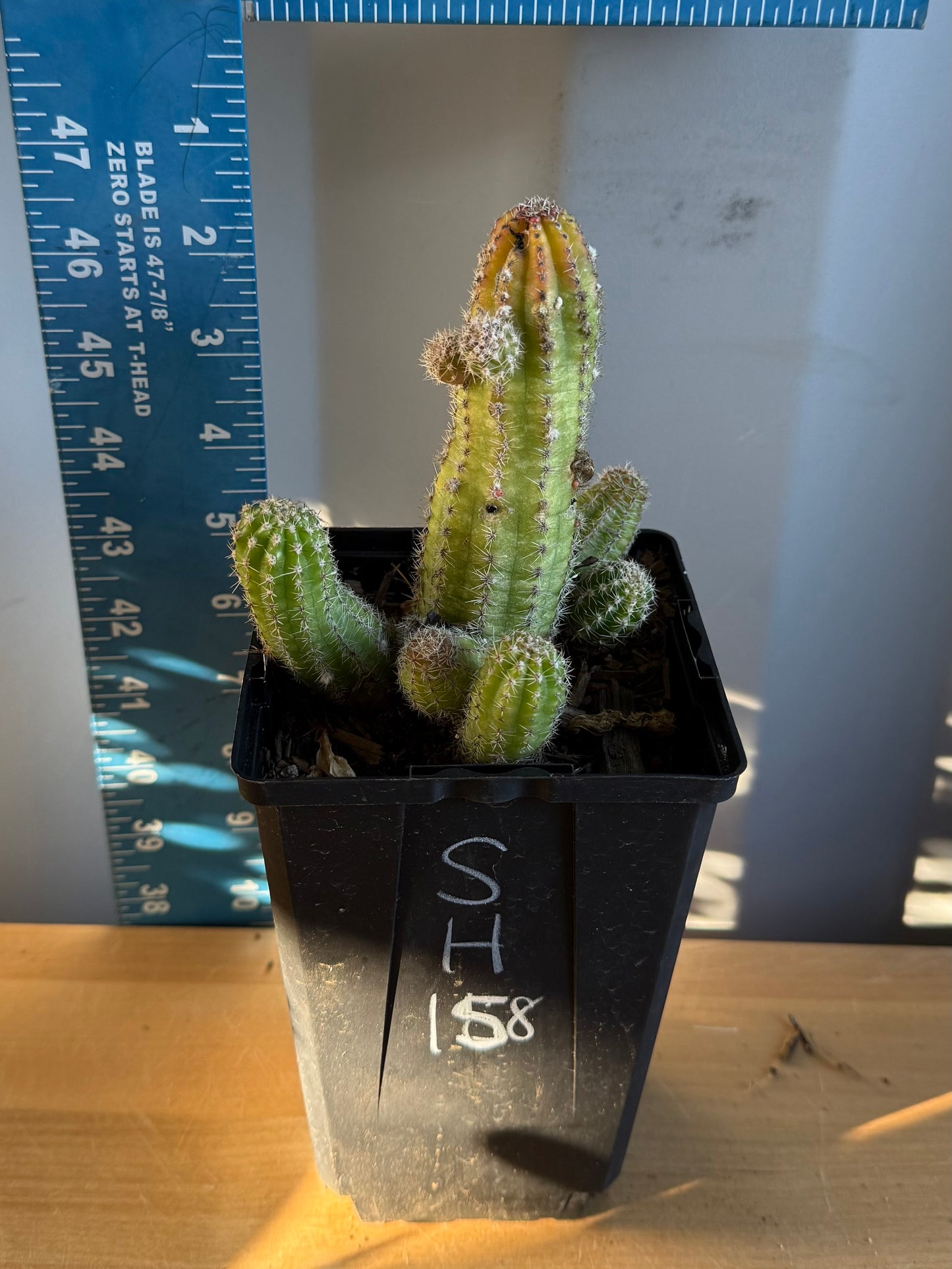 4-inch Echinopsis chamaecereus | Peanut Cactus SH158