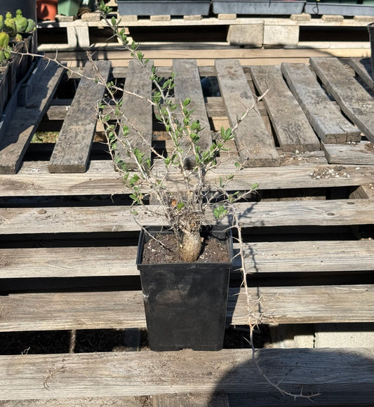 Boojum Tree S47 | Fouquieria columnaris